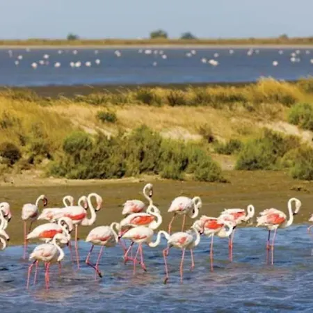 Escale A Port Camargue - Piscine - Tv *